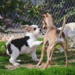 2 Trainees, Franklin & Waldo, working on socialization