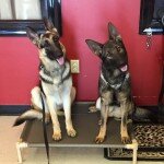 On "Place", one of the first skills learned in the 3 week Board & Train