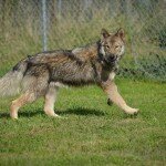 Doesn't he look like a wolf?!?