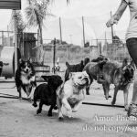 Runnin' with the pack!