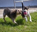 Fun in Doggie Daycare!
